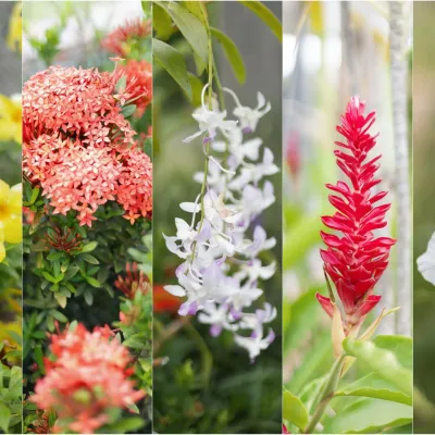 Villa Pomme-cannelle - Photo 27